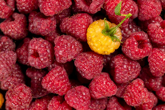 Yellow raspberry standing out among many red berries