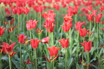 Fototapeta premium Pretty Woman Tulip Red Lily-Flowered Tulips in Full Bloom at the Canadian Tulip Festival, Ottawa, Ontario, Canada