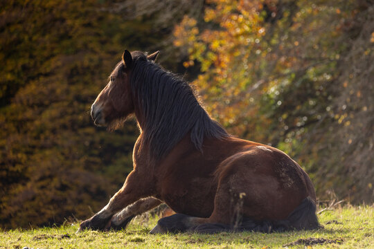 Pferd im Herbst