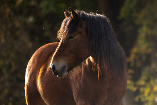 Pferd im Herbst