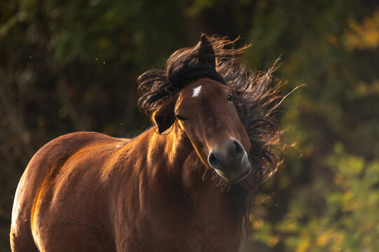 Pferd im Herbst