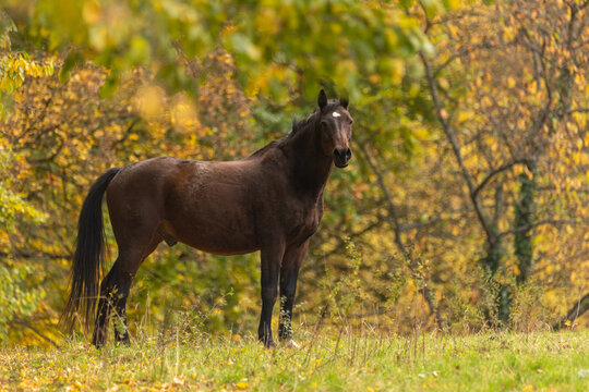 Pferd im Herbst