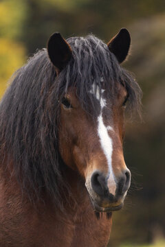 Pferd im Herbst