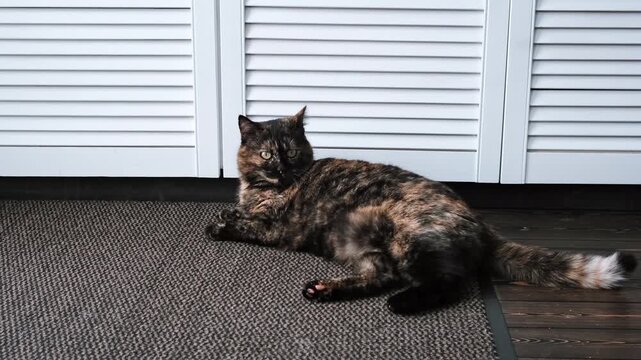 Serious cat with Tortoiseshell color fur looks side and at camera lying on a carpet at home. Domestic feline, pet care, indoor animal life. High quality 4k footage.