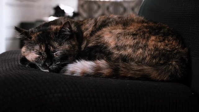 Controlling the situation. Sleeping tortoiseshell cat lies curled up on a black chair at home close-up side view. Domestic pet relaxation, cozy interior, feline rest. High quality 4k footage.