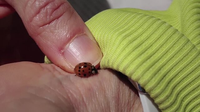 Handheld close-up video of a ladybug walking across the hand of an adult person on a sunny day, capturing the small insect in natural daylight