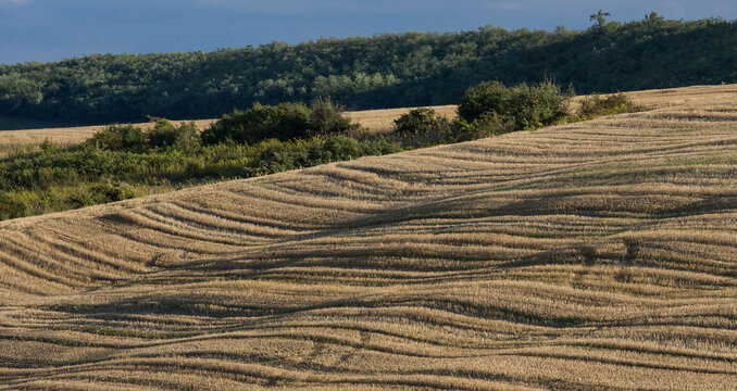 landscape in the autumn with wheat-stubble