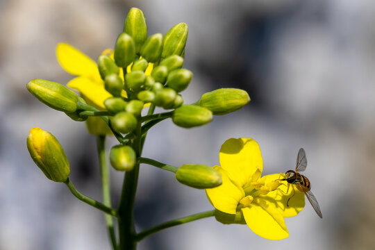 bee on yellow flower