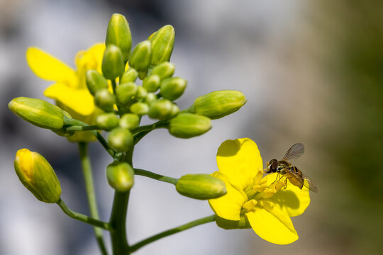 bee on yellow flower
