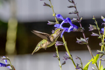 hummingbird feeding on flower © Eric