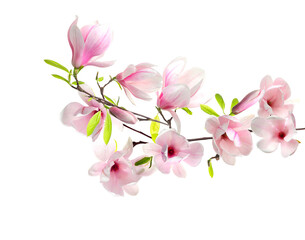 Blossoming branch of magnolia tree with pink flowers isolated on white © New Africa