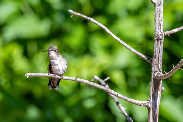 hummingbird on flower © Eric