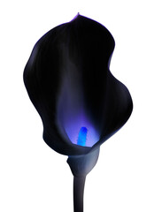 Obraz premium PNG black calla lily flower, negative effect design