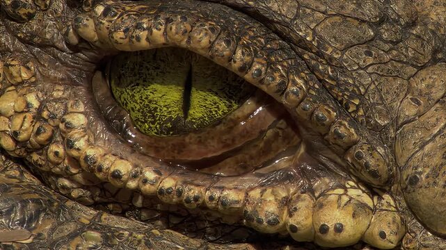 Extreme close up of a crocodile eye opening slowly in the bright natural sunlight outdoors