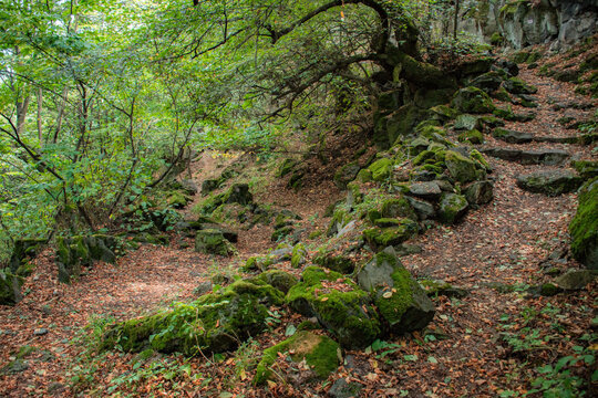 woods in the mountains