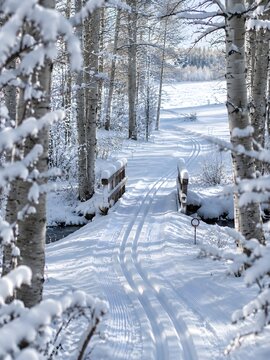 Twin groomed cross country ski tracks winding through a snowy aspen stand and over a small wooden footbridge