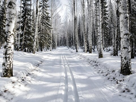 Cross country ski trail through a birch forest with parallel groomed tracks between white trunks