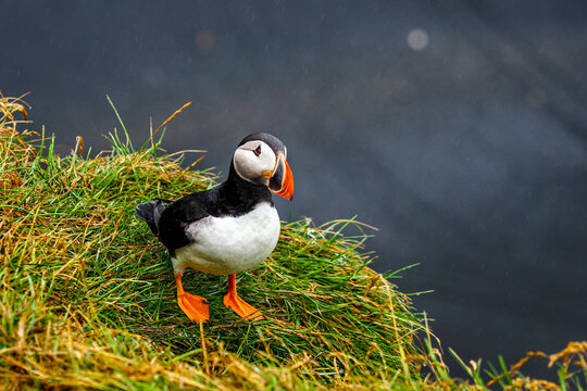 Atlantic puffin or Fratercula arctica, adult seabird with black crown and back, grey cheek patches, boldly colored beak, white body, close up. Common puffin of family Alcidae. Iceland, Dyrholaey cliff