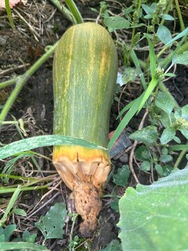 Fresh green zucchini squash rotting on vine in garden field due to fungal plant disease crop damage and unfavorable weather