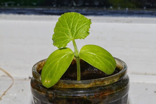 Macro shot of young cucumber seedling with first true leaf in glass pot