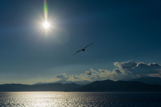 Silueta de gaviota en vuelo lejano sobre el oc&eacute;ano al atardecer, con monta&ntilde;as oscuras y sol destellante.