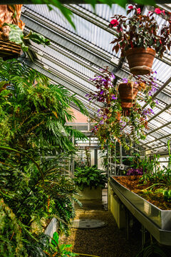 Interior of a greenhouse with lush plants