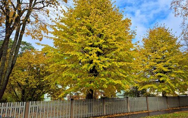 Obraz premium Poetic forest landscape with bright yellow leaves on sunny autumn day