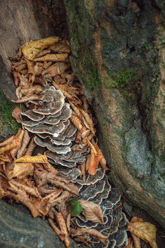 mushrooms on tree trunk