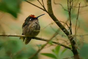Fototapeta premium Tolima Blossomcrown, Anthocephala berlepschi -- rare endangered hummingbird species endemic to Colombia, fluffed orange-crowned bird perched in Andean cloud forest of Tolima, Cordillera Central