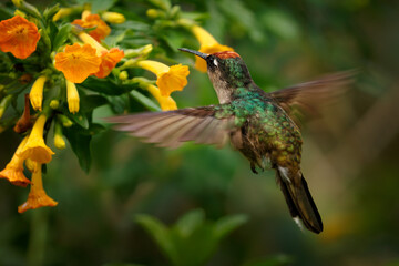 Fototapeta premium Tolima Blossomcrown, Anthocephala berlepschi -- Colombia's endangered endemic hummingbird hovers and feeds on orange trumpet flowers, wings outstretched in motion, Andean cloud forest