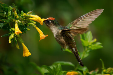 Fototapeta premium Tolima Blossomcrown, Anthocephala berlepschi -- rare Colombian endemic hummingbird feeding on yellow trumpet flowers, hovering with wings raised in Andean cloud forest, Tolima, Cordillera Central