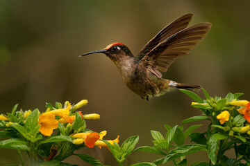 Fototapeta premium Tolima Blossomcrown, Anthocephala berlepschi -- Colombia's rare endangered hummingbird hovers with wings raised above blooming trumpet flowers in misty Andean cloud forest, Tolima, Cordillera Central