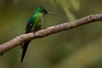 Fototapeta premium Long-tailed Sylph, Aglaiocercus kingii -- hummingbird perched on a branch, brilliant emerald green iridescent plumage, tail folded down, resting in Colombian Andean cloud forest habitat