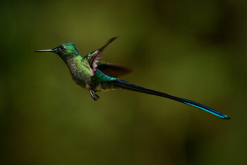 Fototapeta premium Long-tailed Sylph, Aglaiocercus kingii -- male hummingbird hovering in flight, iridescent green body and spectacular long forked tail streamers trailing behind in Colombian Andean cloud forest