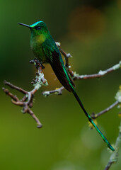 Fototapeta premium Long-tailed Sylph, Aglaiocercus kingii -- male hummingbird perched on lichen-covered branch, spectacular elongated tail streamers hanging below, iridescent green plumage, Colombian cloud forest