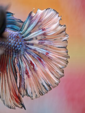 Close-up of a Betta Fish Tail with Vibrant Colors
