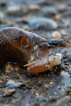 Slug feeding on an insect grub on wet ground