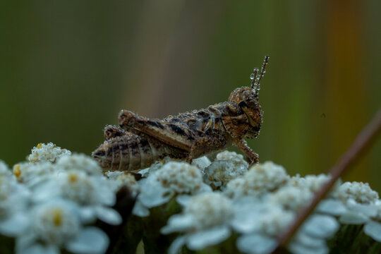 grasshopper on a leaf