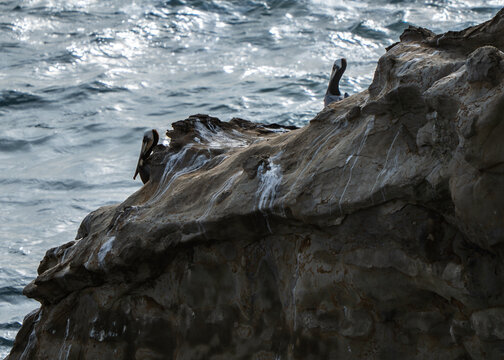 Sea Birds Perched atop rock