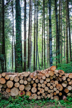 Logs piled in a forest for wood use