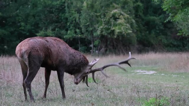 Adult male deer during the mating season; he douses himself in urine to amplify his hormone-rich scent and attract females.