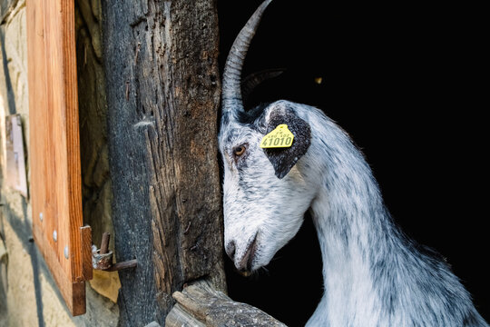 Goat looking out from a cabin window