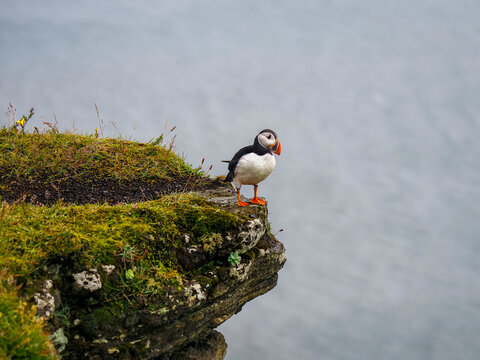 Atlantic puffin - Fratercula arctica on the Dyrholaey cliffs. Seabird with black crown and back, grey cheek patches, boldly colored beak, white body, orange legs. Common puffin Alcidae family. Iceland