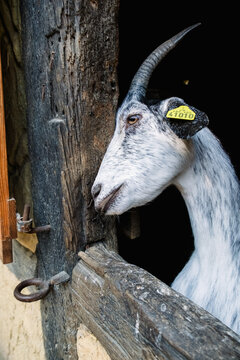 Goat looking out of a cabin window