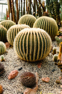 Cacti varieties in a dry climate greenhouse
