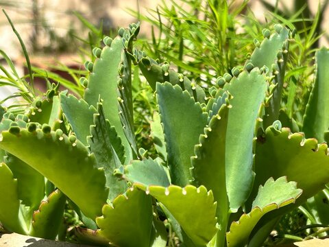 Mother of Thousands  Kalanchoe species, likely Kalanchoe laetivirens or Kalanchoe daigremontiana