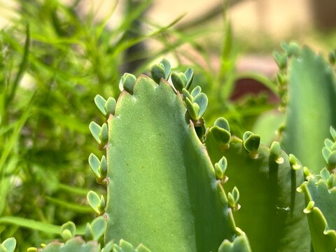 Mother of Thousands  Kalanchoe species, likely Kalanchoe laetivirens or Kalanchoe daigremontiana