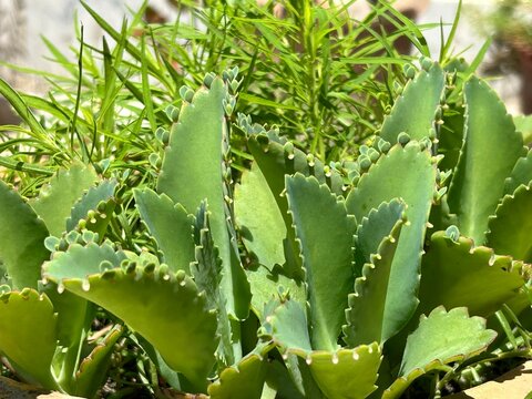 Mother of Thousands  Kalanchoe species, likely Kalanchoe laetivirens or Kalanchoe daigremontiana