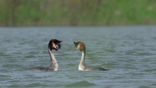 Pair of great crested grebes performing a courtship display on a calm lake in springtime