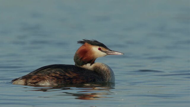 Great crested grebe swimming and calling on calm blue water in a natural wildlife habitat